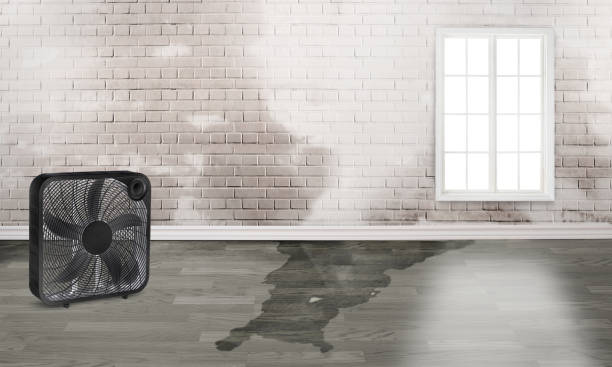 Best Water damage contractors near me  in Flemington, PA